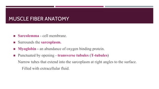 MUSCLE FIBER ANATOMY
◼ Sarcolemma - cell membrane.
◼ Surrounds the sarcoplasm.
◼ Myoglobin - an abundance of oxygen binding protein.
◼ Punctuated by opening - transverse tubules (T-tubules)
Narrow tubes that extend into the sarcoplasm at right angles to the surface.
Filled with extracellular fluid.
 