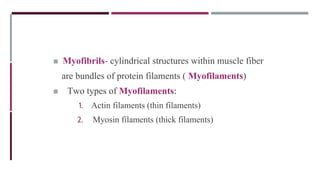 ◼ Myofibrils- cylindrical structures within muscle fiber
are bundles of protein filaments ( Myofilaments)
◼ Two types of Myofilaments:
1. Actin filaments (thin filaments)
2. Myosin filaments (thick filaments)
 