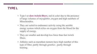 TYPE L
• Type l or slow twitch fibers, red in color due to the presence
of large volumes of myoglobin ,oxygen and high numbers of
Mitochondria .
• They are suited to endurance activity using the aerobic
energy system which relies on oxygen from the blood for the
supply of energy.
• They are smaller and develop less force than fast twitch
fibers.
• Athletes such as marathon runners have high number of this
type of fiber, partly through genetics , partly through
training.
 