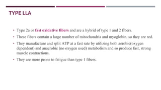 TYPE LLA
• Type 2a or fast oxidative fibers and are a hybrid of type 1 and 2 fibers.
• These fibers contain a large number of mitochondria and myoglobin, so they are red.
• They manufacture and split ATP at a fast rate by utilizing both aerobic(oxygen
dependent) and anaerobic (no oxygen used) metabolism and so produce fast, strong
muscle contractions.
• They are more prone to fatigue than type 1 fibers.
 