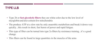 TYPE LLB
• Type 2b or fast glycolytic fibers they are white color due to the low level of
myoglobin and also contain few mitochondria
• The produce ATP at a slow rate by only anaerobic metabolism and break it down very
quickly , this result in short, fast bursts of power and rapid fatigue.
• This type of fiber can be turned into type 2a fibers by resistance training , it’s a good
change
• This fibers can be found in large quantities in the muscles of the arms
 