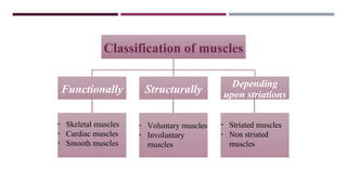 Classification of muscles
Functionally Structurally
Depending
upon striations
• Skeletal muscles
• Cardiac muscles
• Smooth muscles
• Voluntary muscles
• Involuntary
muscles
• Striated muscles
• Non striated
muscles
 