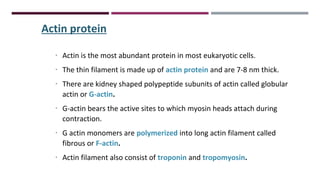 Actin protein
∙ Actin is the most abundant protein in most eukaryotic cells.
∙ The thin filament is made up of actin protein and are 7-8 nm thick.
∙ There are kidney shaped polypeptide subunits of actin called globular
actin or G-actin.
∙ G-actin bears the active sites to which myosin heads attach during
contraction.
∙ G actin monomers are polymerized into long actin filament called
fibrous or F-actin.
∙ Actin filament also consist of troponin and tropomyosin.
 