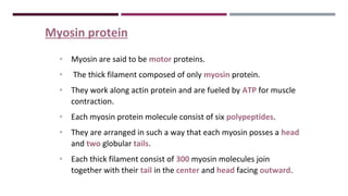 Myosin protein
• Myosin are said to be motor proteins.
• The thick filament composed of only myosin protein.
• They work along actin protein and are fueled by ATP for muscle
contraction.
• Each myosin protein molecule consist of six polypeptides.
• They are arranged in such a way that each myosin posses a head
and two globular tails.
• Each thick filament consist of 300 myosin molecules join
together with their tail in the center and head facing outward.
 