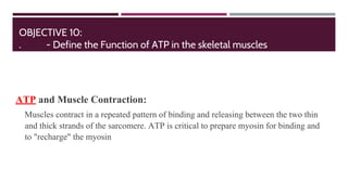 ATP and Muscle Contraction:
Muscles contract in a repeated pattern of binding and releasing between the two thin
and thick strands of the sarcomere. ATP is critical to prepare myosin for binding and
to "recharge" the myosin
OBJECTIVE 10:
. - Define the Function of ATP in the skeletal muscles
 
