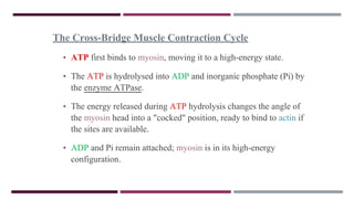 The Cross-Bridge Muscle Contraction Cycle
• ATP first binds to myosin, moving it to a high-energy state.
• The ATP is hydrolysed into ADP and inorganic phosphate (Pi) by
the enzyme ATPase.
• The energy released during ATP hydrolysis changes the angle of
the myosin head into a "cocked" position, ready to bind to actin if
the sites are available.
• ADP and Pi remain attached; myosin is in its high-energy
configuration.
 