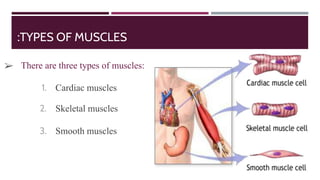 :TYPES OF MUSCLES
1. Cardiac muscles
2. Skeletal muscles
3. Smooth muscles
➢ There are three types of muscles:
 