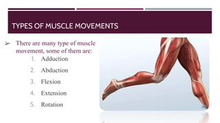 TYPES OF MUSCLE MOVEMENTS
1. Adduction
2. Abduction
3. Flexion
4. Extension
5. Rotation
➢ There are many type of muscle
movement, some of them are:
 