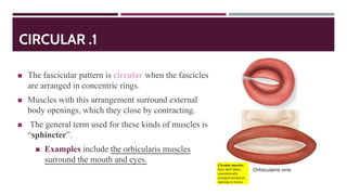 Mascular system Slide 14