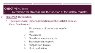 Mascular system Slide 22