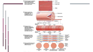 MUSCLE FIBER ANATOMY
◼ Sarcolemma - cell membrane.
◼ Surrounds the sarcoplasm.
◼ Myoglobin - an abundance of oxygen bindin...