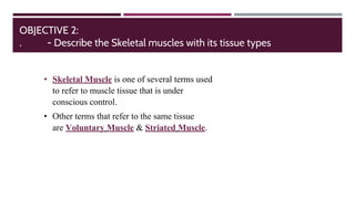 Skeletal muscle properties
◼ Fibers are long and cylindrical
◼ Has many nuclei
◼ Has striations
◼ Have alternating dark an...