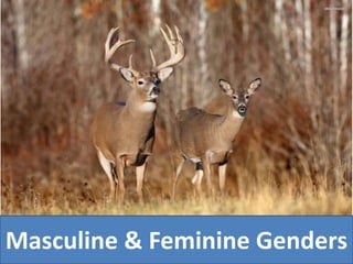 Masculine & Feminine Genders
 
