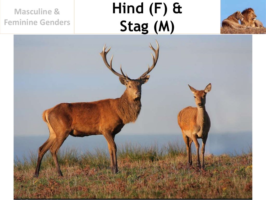 Of opposite gender the what stag is
