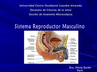 Universidad Centro Occidental Lisandro Alvarado
Decanato de Ciencias de la salud
Sección de Anatomía Microscópica

Dra. Dilcia Durán
París

 