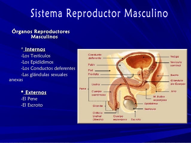Aparato Reproductor Masculino Anatomía Microscópica II (Histología)