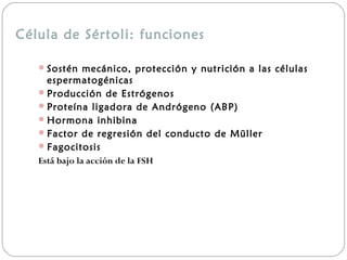 Célula de Sértoli: funciones
Sostén mecánico, protección y nutrición a las células
espermatogénicas
Producción de Estrógenos
Proteína ligadora de Andrógeno (ABP)
Hormona inhibina
Factor de regresión del conducto de Müller
Fagocitosis
Está bajo la acción de la FSH
 