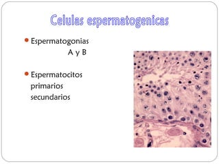 Espermatogonias
A y B
Espermatocitos
primarios
secundarios
 