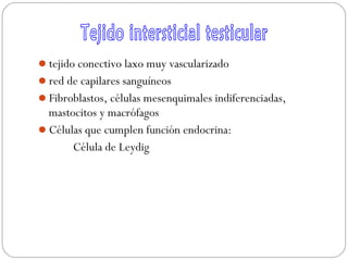 tejido conectivo laxo muy vascularizado
red de capilares sanguíneos
Fibroblastos, células mesenquimales indiferenciadas,
mastocitos y macrófagos
Células que cumplen función endocrina:
Célula de Leydig
 