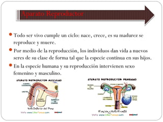 Todo ser vivo cumple un ciclo: nace, crece, es su madurez se
reproduce y muere.
Por medio de la reproducción, los individuos dan vida a nuevos
seres de su clase de forma tal que la especie continua en sus hijos.
En la especie humana y su reproducción intervienen sexo
femenino y masculino.
 