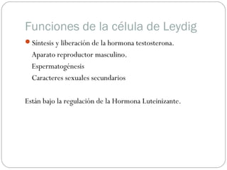 Funciones de la célula de Leydig
Síntesis y liberación de la hormona testosterona.
Aparato reproductor masculino.
Espermatogénesis
Caracteres sexuales secundarios
Están bajo la regulación de la Hormona Luteinizante.
 