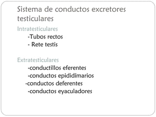 Sistema de conductos excretores
testiculares
Intratesticulares
-Tubos rectos
- Rete testis
Extratesticulares
-conductillos eferentes
-conductos epididímarios
-conductos deferentes
-conductos eyaculadores
 