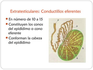 Extratesticulares: Conductillos eferentes
En número de 10 a 15
Constituyen los conos
del epidídimo o cono
eferente
Conforman la cabeza
del epidídimo
 