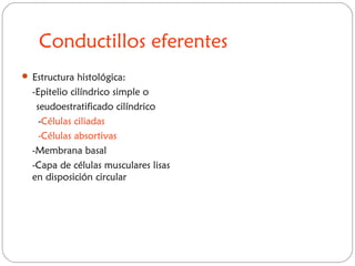 Conductillos eferentes
 Estructura histológica:
-Epitelio cilíndrico simple o
seudoestratificado cilíndrico
-Células ciliadas
-Células absortivas
-Membrana basal
-Capa de células musculares lisas
en disposición circular
 