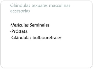 Glándulas sexuales masculinas
accesorias
-Vesículas Seminales
-Próstata
-Glándulas bulbouretrales
 