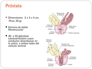 Próstata
 Dimensiones: 2 x 3 x 4 cm.
-Peso: 20 gr.
 Estroma de tejido
fibromuscular
 40 a 50 glándulas
tubuloalveolares cuyos
conductos desembocan en
la uretra, a ambos lados del
colículo seminal
 