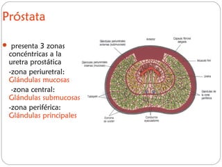 Próstata
 presenta 3 zonas
concéntricas a la
uretra prostática
-zona periuretral:
Glándulas mucosas
-zona central:
Glándulas submucosas
-zona periférica:
Glándulas principales
 