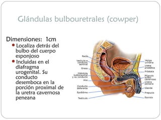 Glándulas bulbouretrales (cowper)
Dimensiones: 1cm
Localiza detrás del
bulbo del cuerpo
esponjoso
Incluidas en el
diafragma
urogenital. Su
conducto
desemboca en la
porción proximal de
la uretra cavernosa
peneana
 