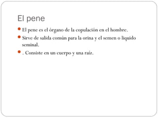 El pene
El pene es el órgano de la copulación en el hombre.
Sirve de salida común para la orina y el semen o liquido
seminal.
. Consiste en un cuerpo y una raíz.
 
