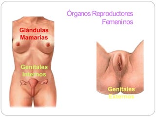Glándulas
Mamarias
Genitales
Internos
ÓrganosReproductores
Femeninos
Genitales
Externos
 