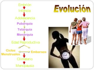 Embrión
Infancia
Adolescencia
Edad Reproductiva
Pubarquia
Telarquia
Menarquia
Ciclos
Menstruales
Embarazo
Climaterio
Menopausia
 