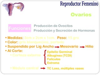 Ovarios
Funciones
Producción de Ovocitos
Producción y Secreción de Hormonas
• Medidas: 3cm x 2cm x 1cm. Peso: 15 grs
• Color: gris blanquecino, perlado
• Suspendido por Lig Ancho Mesovario Hilio
• Al Corte:
• Corteza externa
• Médula central
Epitelio Germinal
Albugínea (TCDI)
Folículos
Estroma
TC Laxo, múltiples vasos
 