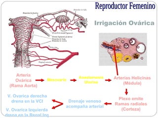 Irrigación Ovárica
Arteria
Ovárica
(Rama Aorta)
Mesovario
Anastomosis
Uterina
Arterias Helicinas
(Médula)
Plexo emite
Ramas radiales
(Corteza)
Drenaje venoso
acompaña arterial
V. Ovarica derecha
drena en la VCI
V. Ovarica Izquierda
drena en la Renal Izq
 