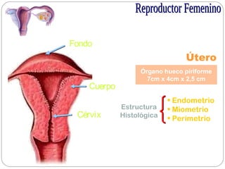 Fondo
Cuerpo
Cérvix
Útero
Órgano hueco piriforme
7cm x 4cm x 2,5 cm
Estructura
Histológica
• Endometrio
• Miometrio
• Perimetrio
 