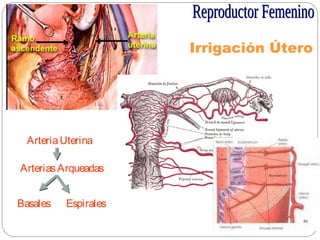 Irrigación Útero
ArteriaUterina
ArteriasArqueadas
Basales Espirales
 