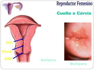 Cuello o Cérvix
Nulípara
Multípara
OCI
OCE
Canal
 