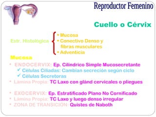 Cuello o Cérvix
Estr. Histológica
• Mucosa
• Conectivo Denso y
fibras musculares
• Adventicia
Mucosa
 ENDOCERVIX: Ep. Cilíndrico Simple Mucosecretante
 Células Ciliadas: Cambian secreción según ciclo
 Células Secretoras
 Lámina Propia: TC Laxo con glánd cervicales o pliegues
 EXOCERVIX: Ep. Estratificado Plano No Cornificado
 Lámina Propia: TC Laxo y luego denso irregular
 ZONA DE TRANSICIÓN: Quistes de Naboth
 