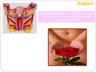 Vagina
Tubo fibromuscular 8 - 9 cm desde el útero
al vestíbulo. En vírgenes parcialmente
ocluida por el Hímen
 