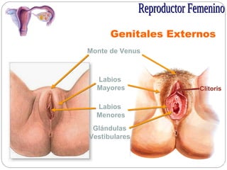 Genitales Externos
Labios
Mayores
Monte de Venus
Labios
Menores
Clítoris
Glándulas
Vestibulares
 