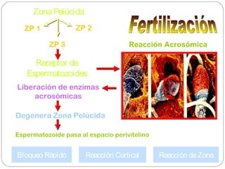 ZonaPelúcida
ZP 1
ZP 3
ZP 2
Receptor de
Espermatozoides
Reacción Acrosómica
Liberación de enzimas
acrosómicas
Degenera Zona Pelúcida
Bloqueo Rápido Reacción Cortical Reacción deZona
Espermatozoide pasa al espacio perivitelino
 