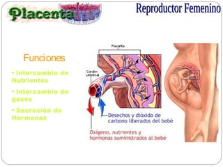 Funciones
• Intercambio de
Nutrientes
• Intercambio de
gases
• Secreción de
Hormonas
 