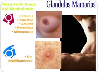Desarrollo luego
del Nacimiento
• Infancia
• Pubertad
• Adultez
• Embarazo
• Menopausia
• Sin
modificaciones
 