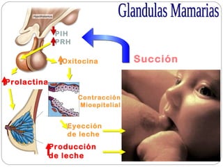 PIH
PRH
Prolactina
Oxitocina
Contracción
Mioepitelial
Succión
Producción
de leche
Eyección
de leche
 