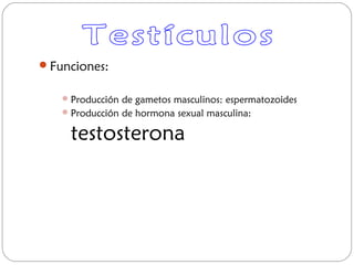 Funciones:
Producción de gametos masculinos: espermatozoides
Producción de hormona sexual masculina:
testosterona
 