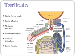  Túnica Vaginal propia
 Túnica Albugínea
 Mediastino
testicular
 Tabiques testiculares
 Lobulillos
testiculares
 Túnica Vascular
 
