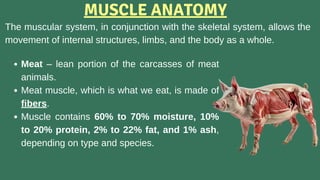Masculoskeletal System and meat production (1).pdf